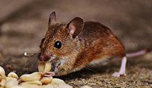 24 Hour & Emergency Exterminators in East Beckley, WV